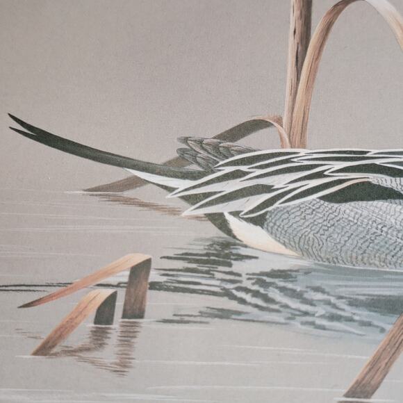 John P Lee 1983 Unframed print Pintail Duck #554/650 Pencil Signed 11⅛ x 10¼ - Picture 4 of 16